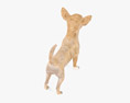 Chihuahua Low Poly Rigged Animated Modèle 3d