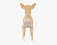 Chihuahua Low Poly Rigged Animated Modèle 3d