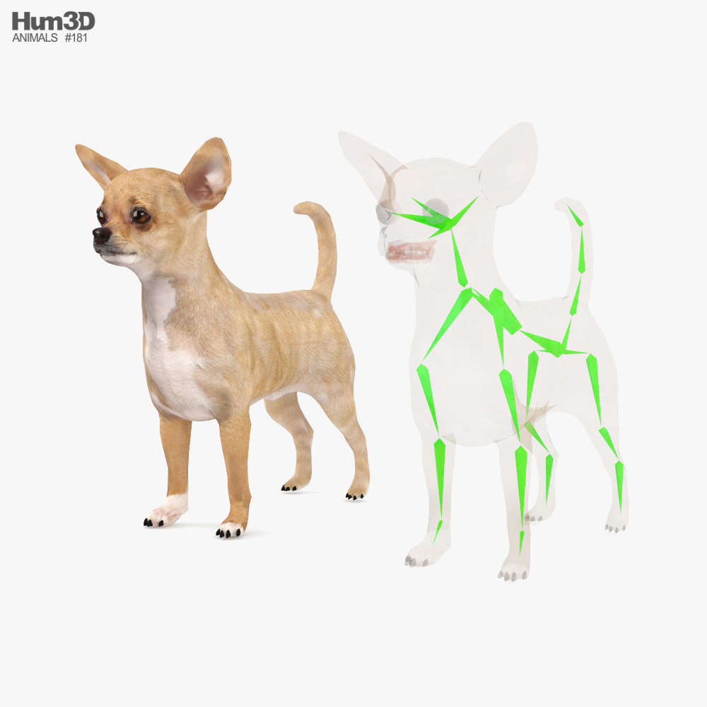 Chihuahua Low Poly Rigged Modèle 3D