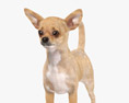 Chihuahua Low Poly Rigged Modèle 3d