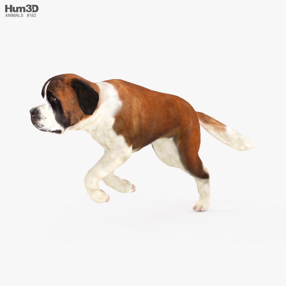 St Bernard Low Poly Rigged Animated Modelo 3d