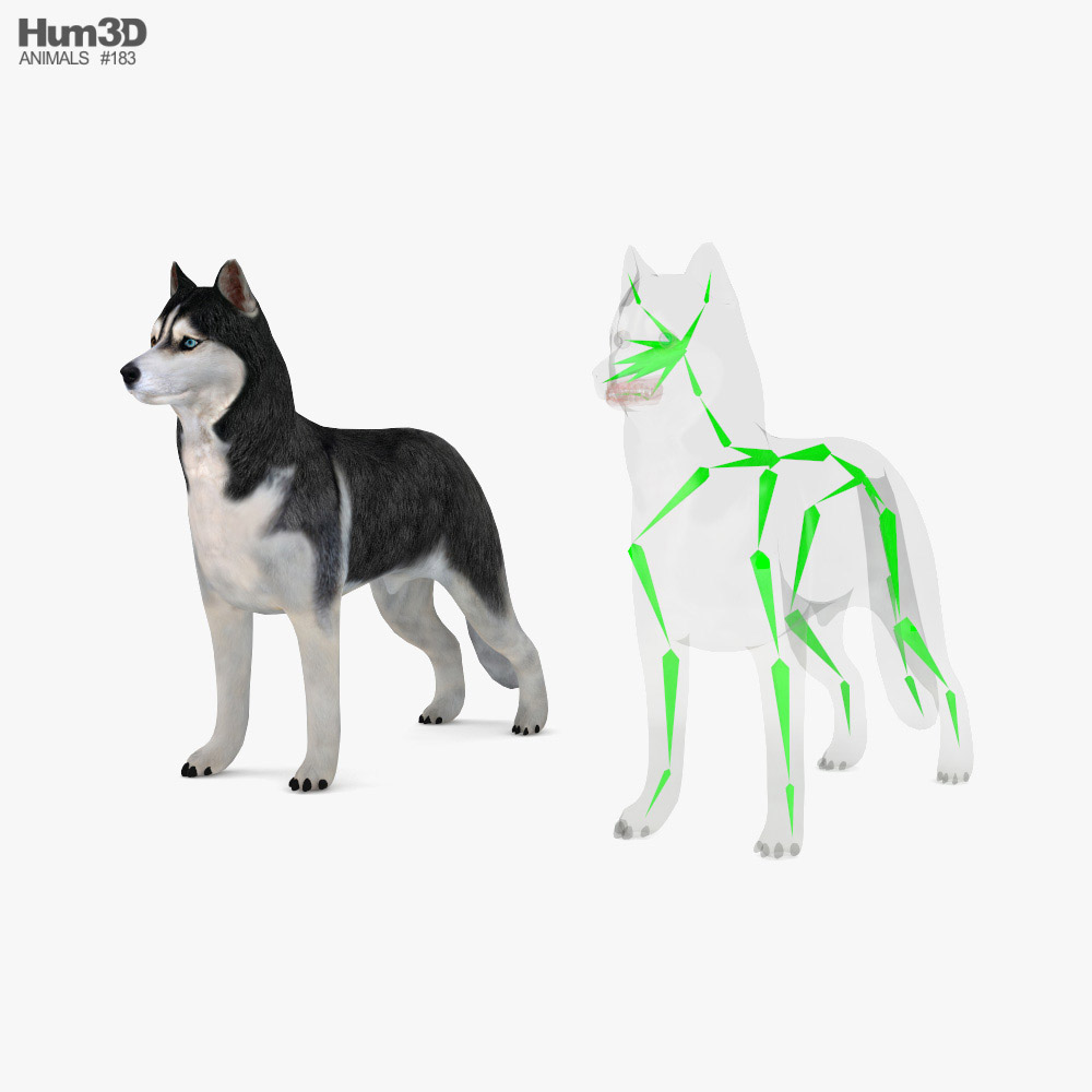 Siberian Husky Low Poly Rigged Modèle 3D