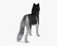 Siberian Husky Low Poly Rigged 3d model