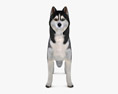 Siberian Husky Low Poly Rigged 3d model