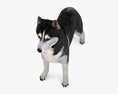 Siberian Husky Low Poly Rigged 3D 모델 