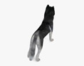 Siberian Husky Low Poly Rigged 3D模型
