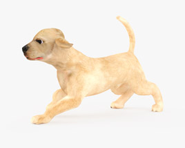 Labrador Retriever Puppy Low Poly Rigged Animated 3D model