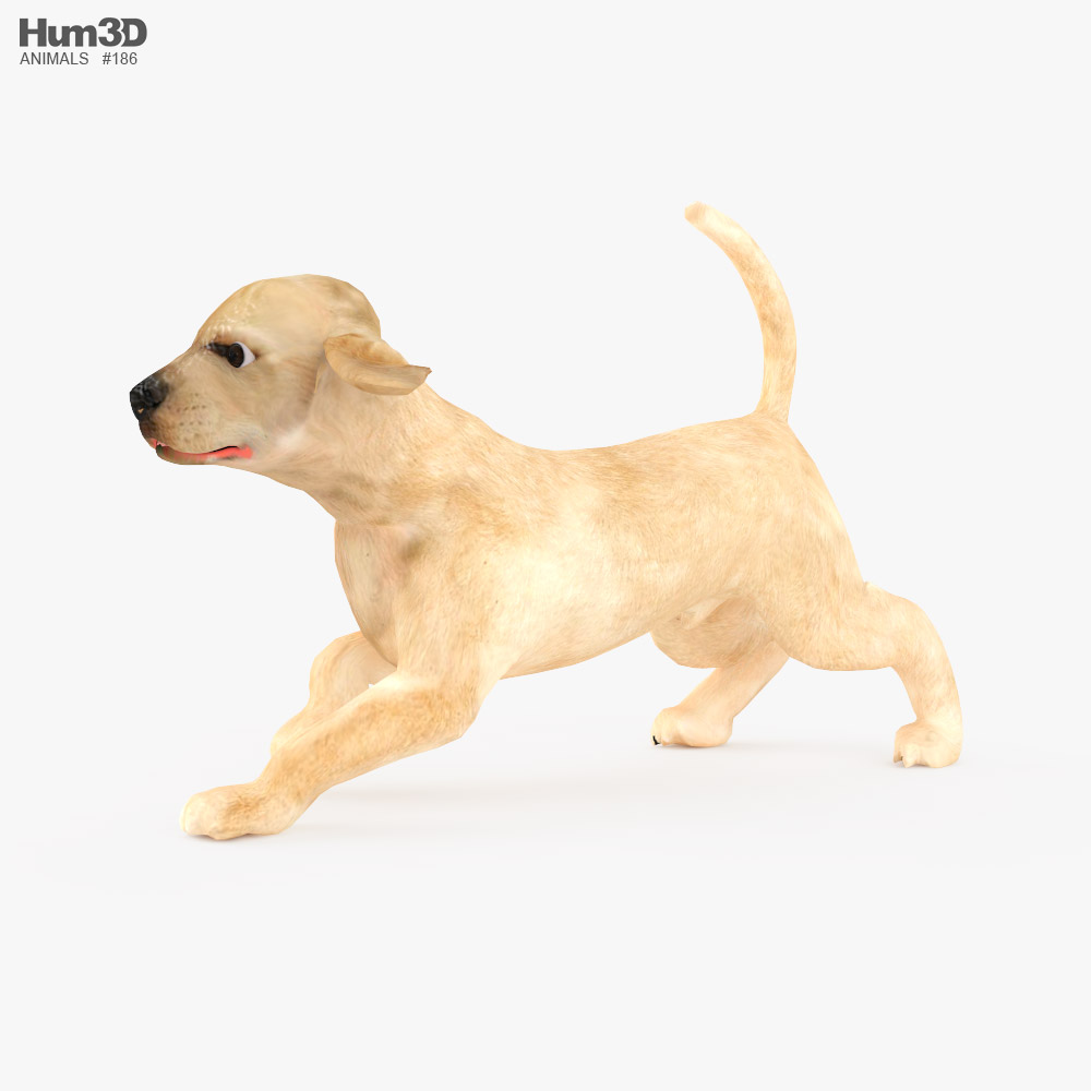 Labrador Retriever Puppy Low Poly Rigged Animated 3D model
