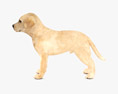 Labrador Retriever Puppy Low Poly Rigged Animated Modèle 3d