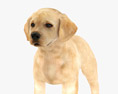 Labrador Retriever Puppy Low Poly Rigged Animated Modello 3D