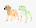 Labrador Retriever Puppy Low Poly Rigged 3Dモデル