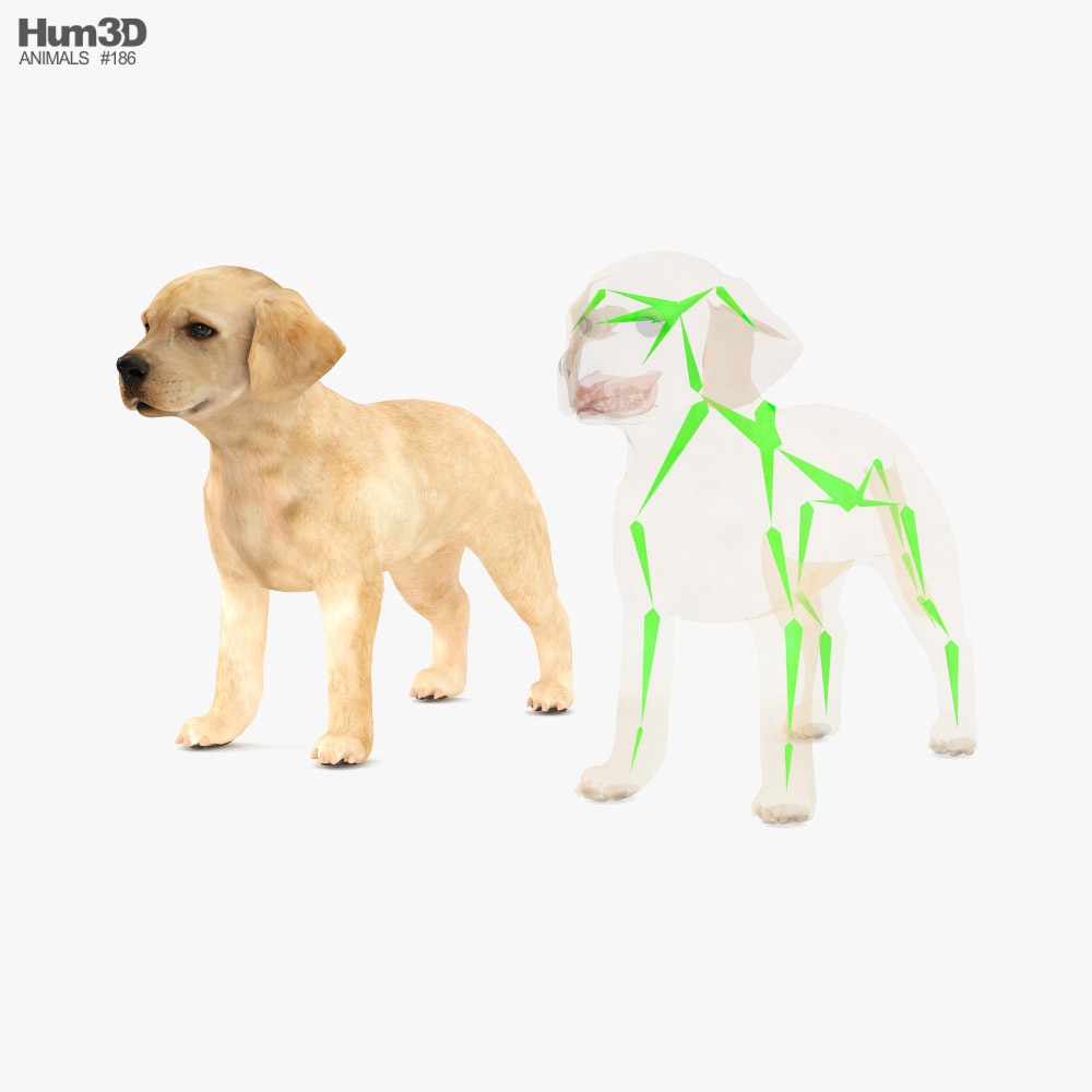 Labrador Retriever Puppy Low Poly Rigged 3D model