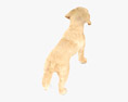 Labrador Retriever Puppy Low Poly Rigged Modèle 3d