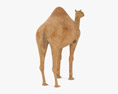 Сamel Dromedary Low Poly Rigged 3D-Modell