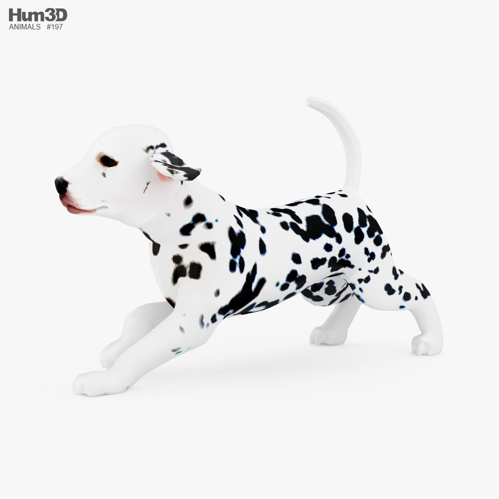 Dalmatian Puppy Low Poly Rigged Animated 3d model