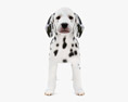 Dalmatian Puppy Low Poly Rigged 3d model