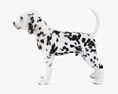 Dalmatian Puppy Low Poly Rigged 3D-Modell