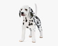 Dalmatian Puppy Low Poly Rigged 3Dモデル