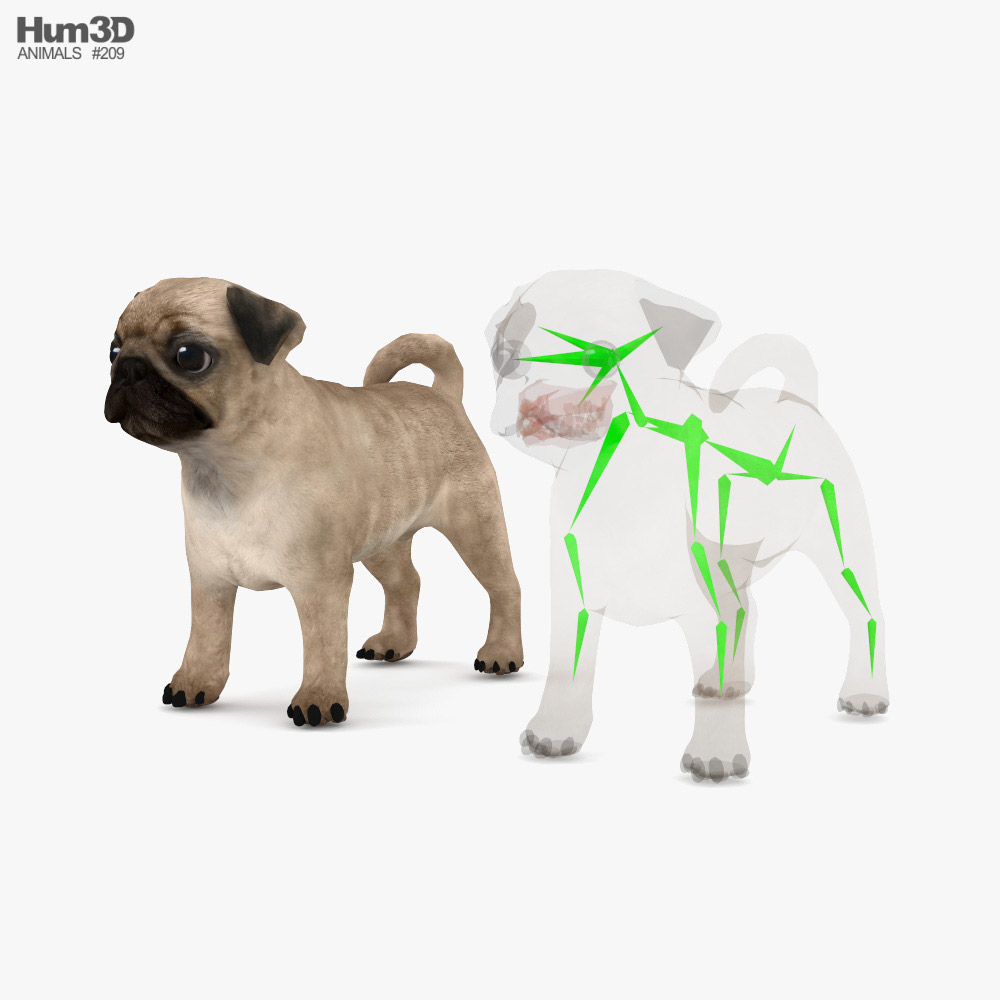 Pug Puppy Low Poly Rigged 3D model