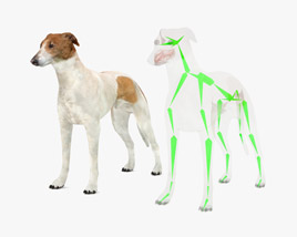 Greyhound Low Poly Rigged 3D-Modell