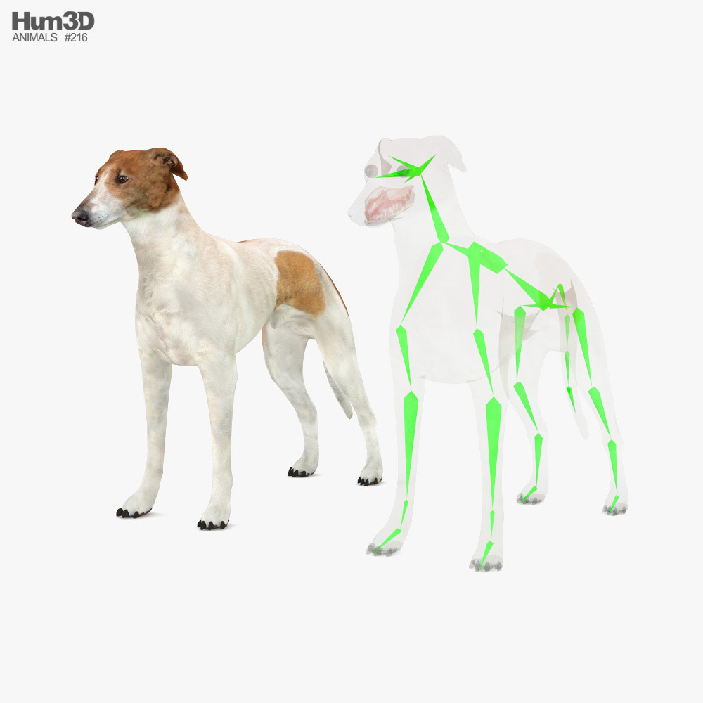 Greyhound Low Poly Rigged Modello 3D