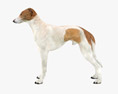 Greyhound Low Poly Rigged 3D модель