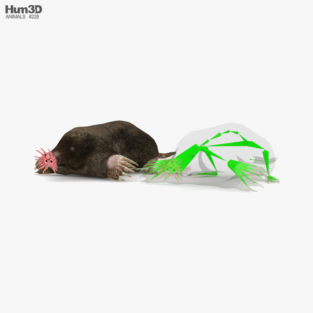 Star-Nosed Mole Low Poly Rigged Modèle 3D