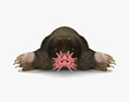Star-Nosed Mole Low Poly Rigged 3D-Modell