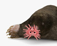 Star-Nosed Mole Low Poly Rigged 3D модель