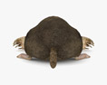 Star-Nosed Mole Low Poly Rigged 3D模型
