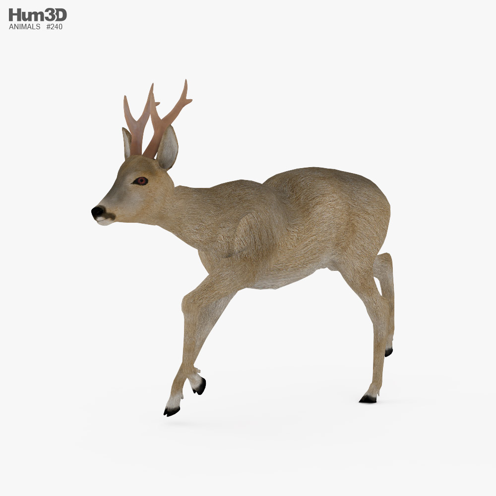Roe Deer Low Poly Rigged Animated 3D model