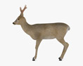 Roe Deer Low Poly Rigged Animated 3d model