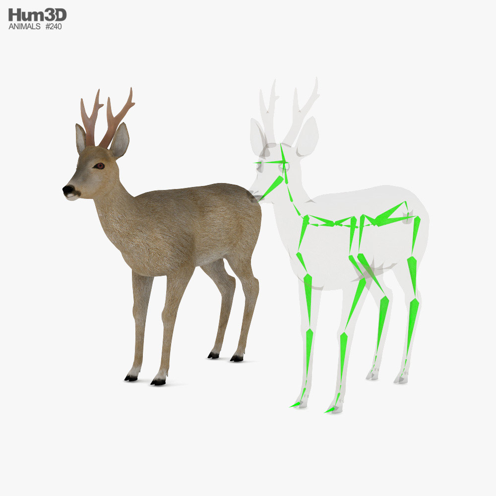 Roe Deer Low Poly Rigged Modèle 3D