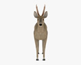Roe Deer Low Poly Rigged 3D模型