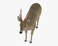 Roe Deer Low Poly Rigged 3D модель