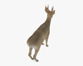 Roe Deer Low Poly Rigged Modello 3D