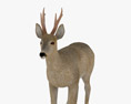 Roe Deer Low Poly Rigged 3D-Modell