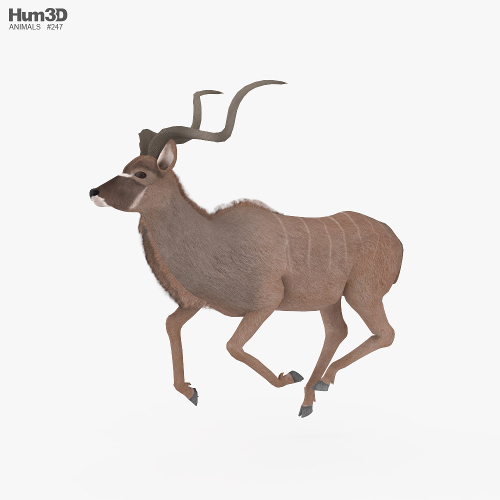 Greater Kudu Low Poly Rigged Animated Modelo 3D