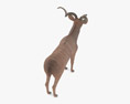 Greater Kudu Low Poly Rigged Animated Modello 3D