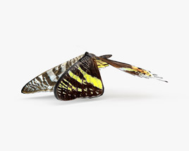 Madagascan Sunset Moth Low Poly Rigged Animated 3D model