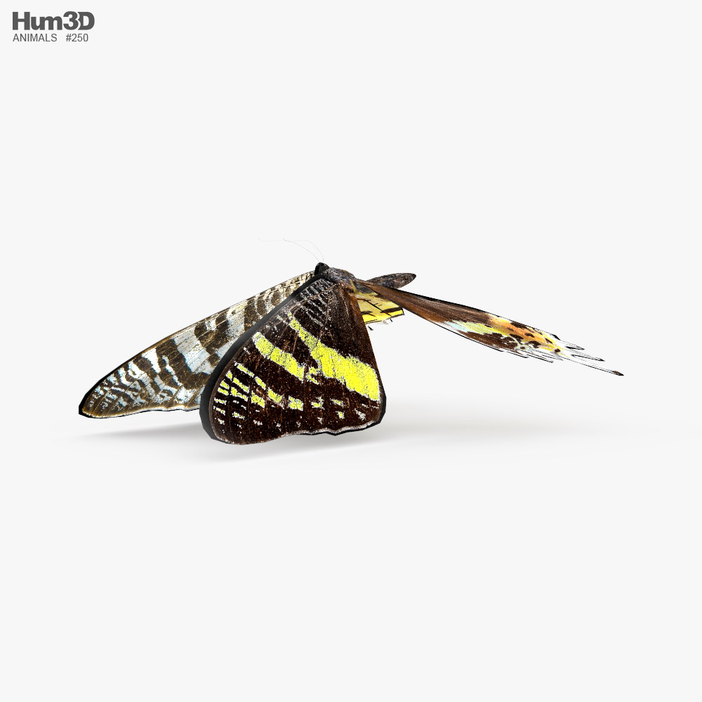 Madagascan Sunset Moth Low Poly Rigged Animated Modèle 3D
