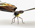 Madagascan Sunset Moth Low Poly Rigged 3D模型