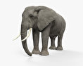 African Elephant 3d model