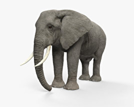 Elefante-africano Modelo 3d