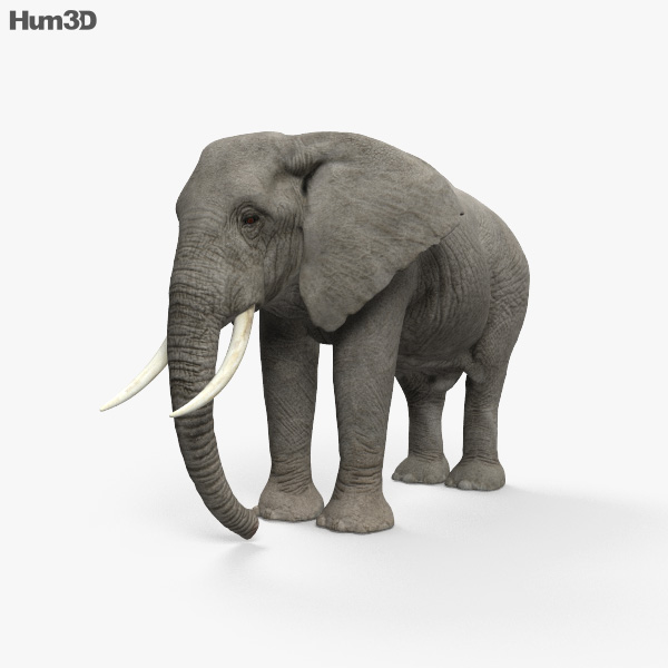 Elefante-africano Modelo 3d