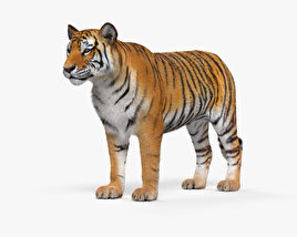 Tigre Modèle 3D