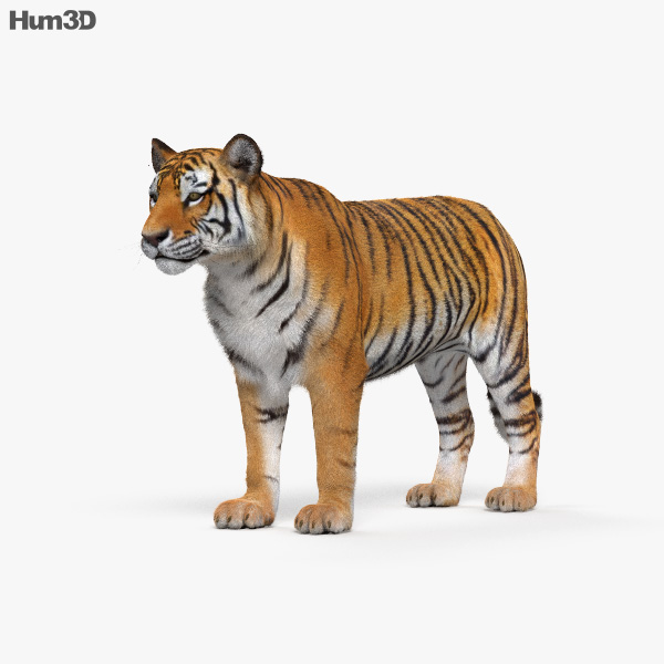 虎 3Dモデル