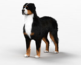 Bernese Mountain Dog 3D model