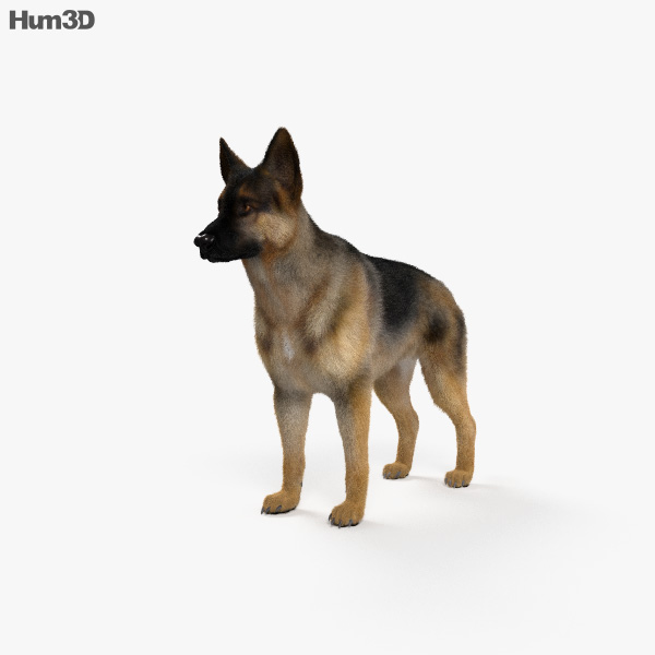 German Shepherd 3D model