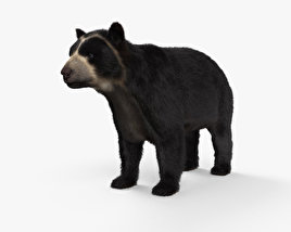 眼鏡熊 3D模型